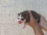 À réserver : 7 chiots Huskies Sibériens non LOF