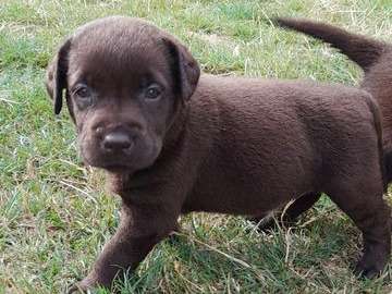 10 chiots Labrador Retrievers marron LOF à vendre