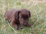 Mâle Labrador Retriever marron à vendre