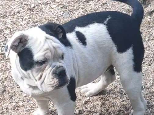 À vendre : un chien femelle Old English Bulldog noir et blanc non LOF