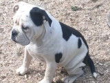 À vendre : un chien femelle Old English Bulldog noir et blanc non LOF
