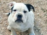 À vendre : un chien femelle Old English Bulldog noir et blanc non LOF