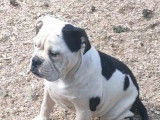 À vendre : un chien femelle Old English Bulldog noir et blanc non LOF