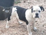 À vendre : un chien femelle Old English Bulldog noir et blanc non LOF