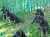Superbe portée de chiots Berger Allemand à vendre