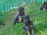 Superbe portée de chiots Berger Allemand à vendre
