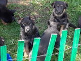 Superbe portée de chiots Berger Allemand à vendre