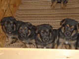 Superbe portée de chiots Berger Allemand à vendre