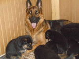 Superbe portée de chiots Berger Allemand à vendre