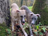 Chiots Whippet LOF