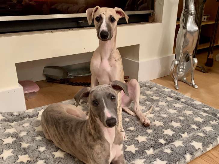 Chiots Whippet LOF