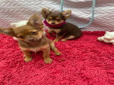 Chiot de race Chihuahua mâle à vendre