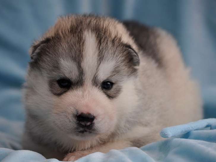 Superbes chiots Husky de Sibérie LOF à vendre