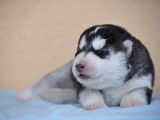 Superbes chiots Husky de Sibérie LOF à vendre