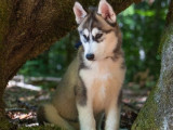 Vente de 8 chiots Huskies Sibériens LOF noir et blanc