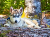 Vente de 8 chiots Huskies Sibériens LOF noir et blanc