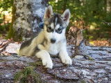Vente de 8 chiots Huskies Sibériens LOF noir et blanc