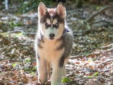 Vente de 8 chiots Huskies Sibériens LOF noir et blanc