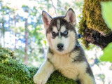 Vente de 8 chiots Huskies Sibériens LOF noir et blanc