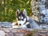 Vente de 8 chiots Huskies Sibériens LOF noir et blanc