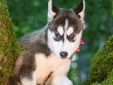 Vente de 8 chiots Huskies Sibériens LOF noir et blanc