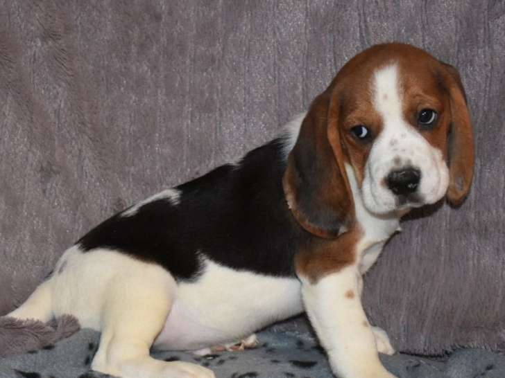 Un chiot Beagle mâle tricolore non LOF à vendre