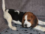 Un chiot Beagle mâle tricolore non LOF à vendre