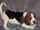 Un chiot Beagle mâle tricolore non LOF à vendre