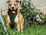À vendre : un chien American Staffordshire Terrier bicolore LOF