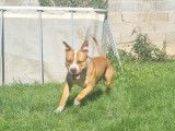 &Agrave; vendre : un chien American Staffordshire Terrier bicolore LOF