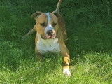 &Agrave; vendre : un chien American Staffordshire Terrier bicolore LOF