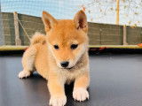 Un chiot Shiba Inu femelle fauve non LOF à vendre