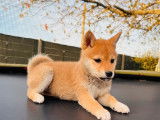 Un chiot Shiba Inu femelle fauve non LOF à vendre