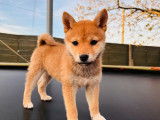 Un chiot Shiba Inu femelle fauve non LOF à vendre
