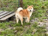 Un chiot Shiba Inu femelle fauve non LOF à vendre