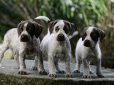 4 chiots femelles Labradors croisés Drathaars chocolat et blanc non LOF à l'achat