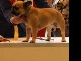Une chienne Bouledogue Français LOF fauve de 4 ans disponible à la vente