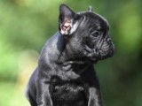 À réserver : un chiot mâle Bouledogue Français LOF bringé