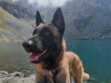 Berger Belge Malinois disponible pour saillie