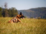 Berger Belge Malinois disponible pour saillie