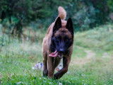 Berger Belge Malinois disponible pour saillie