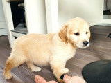 Vente de 6 chiots Golden Retrievers LOF sable