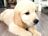 Vente de 6 chiots Golden Retrievers LOF sable