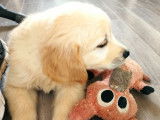 Vente de 6 chiots Golden Retrievers LOF sable