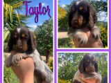 Vente de 3 chiots Cockers Anglais LOF tricolores