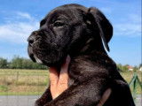 4 chiots Cani Corsi à vendre, LOF noir bringé de juillet 2022