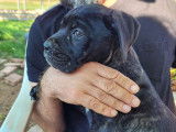 4 chiots Cani Corsi à vendre, LOF noir bringé de juillet 2022