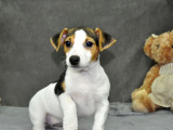 À vendre : un chiot Jack Russell Terrier mâle tricolore (non LOF)