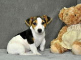 À vendre : un chiot Jack Russell Terrier mâle tricolore (non LOF)