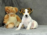 À vendre : un chiot Jack Russell Terrier mâle tricolore (non LOF)